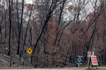 Australian bush fires, burnt landscape of trees after the fires/ Australian bushfires aftermath:...