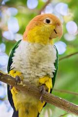 The white bellied parrot (Pionites leucogaster)