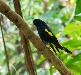 The yellow-rumped cacique (Cacicus cela)