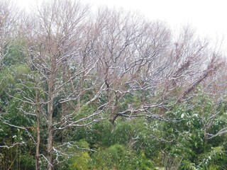 日本の田舎の風景　2月　雪の降った日　山の木々