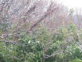 日本の田舎の風景　2月　雪の降った日　山の木々