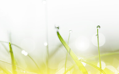 Dew drops on the green grass in sunshine and bokeh. Abstract blurry background. Nature background. copy space.