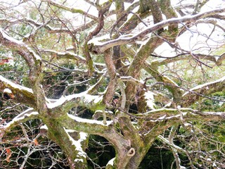 日本の田舎の風景　2月　雪の降った日　山の木々