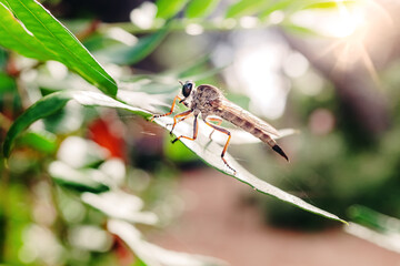 Larger Erax barbatus , diptera insect on a leaf, waiting for a prey.