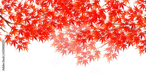 紅葉 もみじ 秋 背景 Wall Mural Wallpaper Murals J Boy