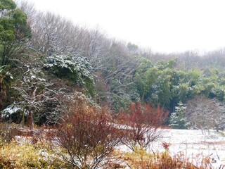 日本の田舎の風景　2月　雪の降った日　山の木々