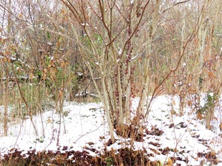 日本の田舎の風景　2月　雪の降った日　山の木々