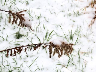 日本の田舎の風景　2月　雪の降った日　草叢