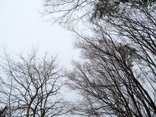 Fototapeta na wymiar 日本の田舎の風景　2月　雪の降った日　山の木々