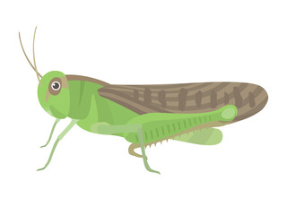 緑のバッタのイラスト