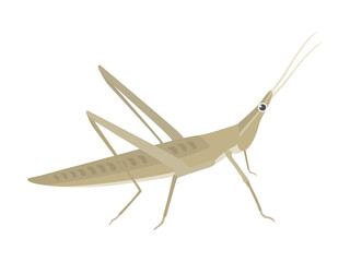 ショウリョウバッタのイラスト