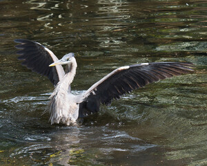 Blue Heron Stock Photos. Blue Heron close up in the water displaying spread wings, blue feather plumage, head, eye, beak, long leg, in its environment and surrounding.