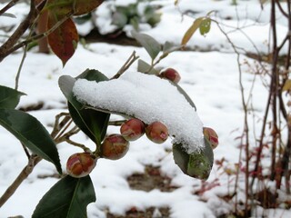 日本の田舎の風景　2月　雪と椿の実