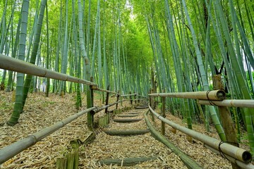 静寂に包まれた春の竹林公園の情景