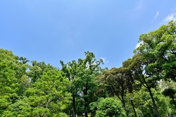 Fototapeta premium 青空バックに見る新緑に包まれた森の情景