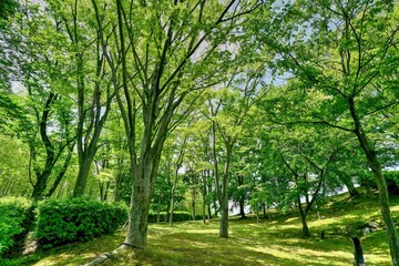 Fototapeta na wymiar 新緑に包まれたエノキ林の情景