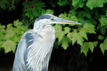 Blue Heron bird photo. Blue Heron close-up profile view with blur green background.