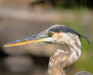 Blue Heron photo. Blue Heron bird head close-up profile view with blur background.