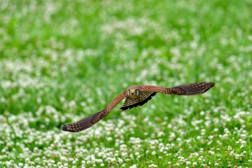満開のシロツメグサをバックに飛ぶチョウゲンボウ