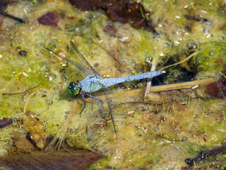 Dragonfly - Eastern Pondhawk - Resting on Algae
