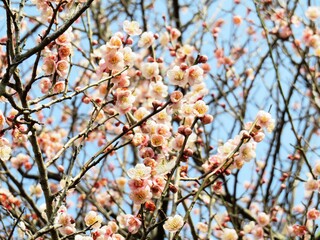 日本の田舎の風景　2月　花　梅の花