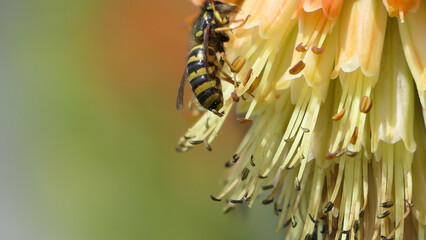 Wasp on a Red Hot Poker Kniphofia full bloom in a garden