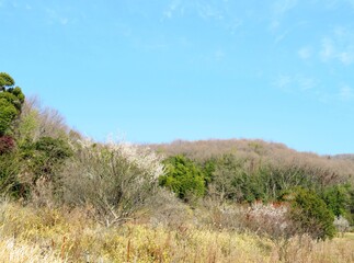 日本の田舎の風景　2月　花　梅の花と山の木々と青空