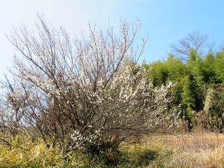 日本の田舎の風景　2月　花　梅の花と山の木々と青空