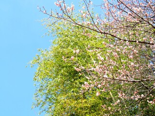 日本の田舎の風景　2月　花　梅の花と青空