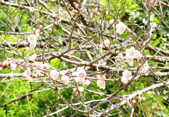 日本の田舎の風景　2月　花　梅の花
