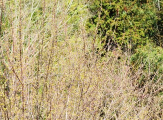 日本の田舎の風景　2月　花　山茱萸の蕾