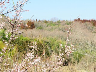 日本の田舎の風景　2月　花　梅の花と山の木々と青空