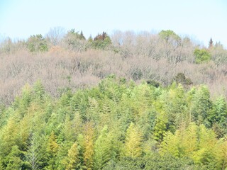 日本の田舎の風景　2月　山の木々と青空