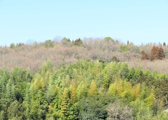 日本の田舎の風景　2月　山の木々と青空