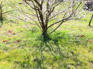 日本の田舎の風景　2月　花　梅の花
