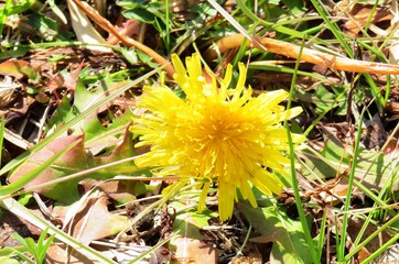 日本の田舎の風景　2月　野の花　タンポポ