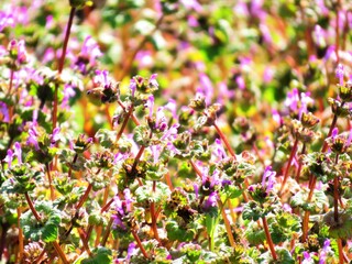日本の田舎の風景　2月　野の花　ホトケノザ