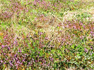 日本の田舎の風景　2月　野の花　ホトケノザ