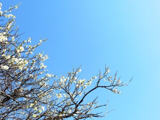 日本の田舎の風景　2月　花　梅の花と青空