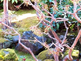 日本の田舎の風景　2月　花　マンサク