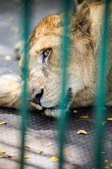 closeup single adult lioness resting on metal floor in cage behind green lattice in zoo