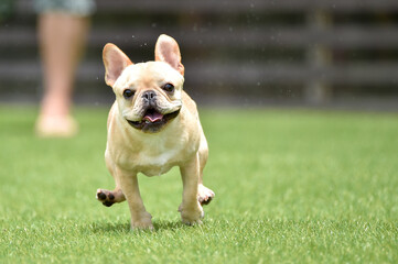 Fototapeta premium ドッグランで遊ぶフレンチブルドッグ