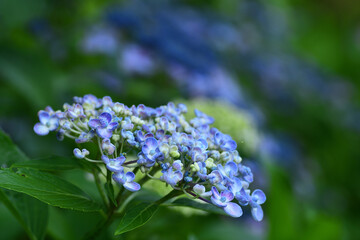 紫陽花