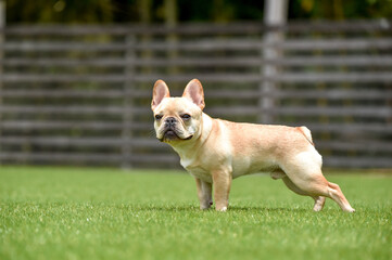 ドッグランで遊ぶフレンチブルドッグ