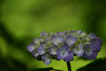 紫陽花