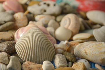 sea shell beach