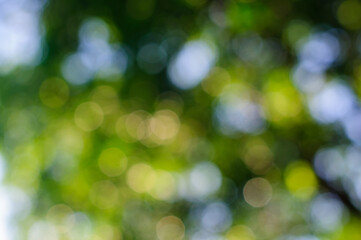 Abstract natural green bokeh background, blurred and defocused