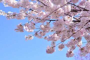 pink cherry blossom trees closeup spring flowers