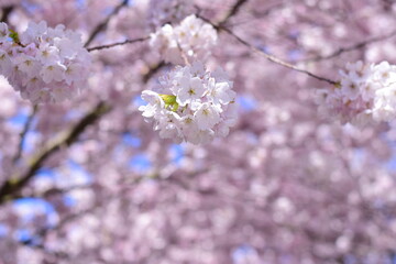 Obraz premium pink cherry blossom trees closeup spring flowers