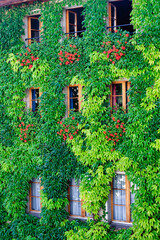 Vine covered facade in Fribourg (Freiburg), Switzerland